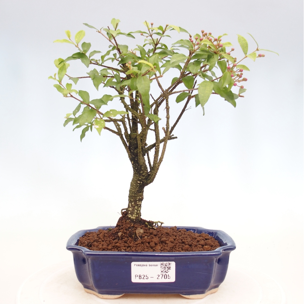 Room bonsai - Malpighia coccigera- Barbdorian cherry