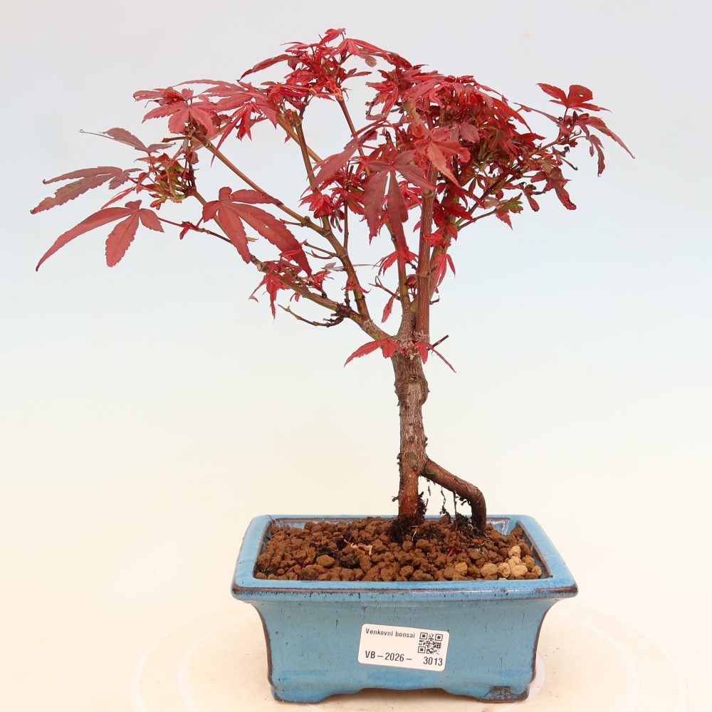 Outdoor Bonsai - Japanese Maple - Acer palmatum 'Berry Broom' 