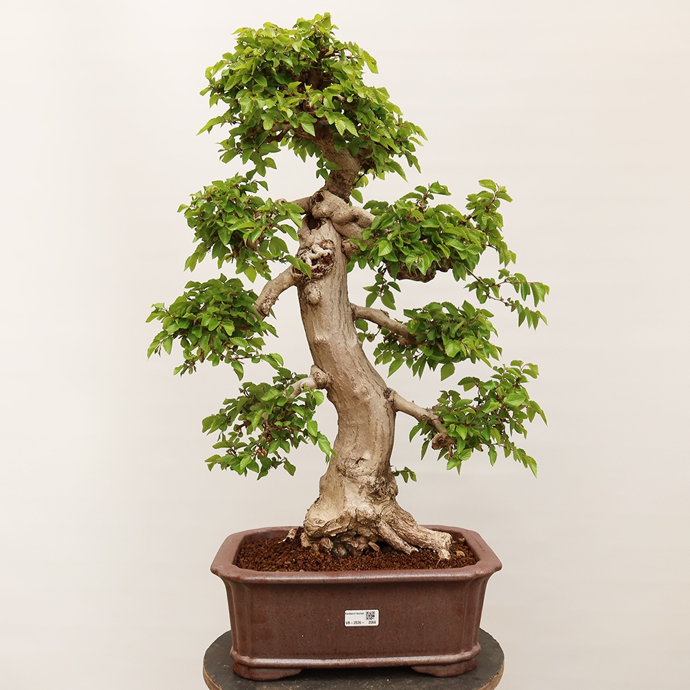Outdoor bonsai - Carpinus Coreana - Korean hornbeam