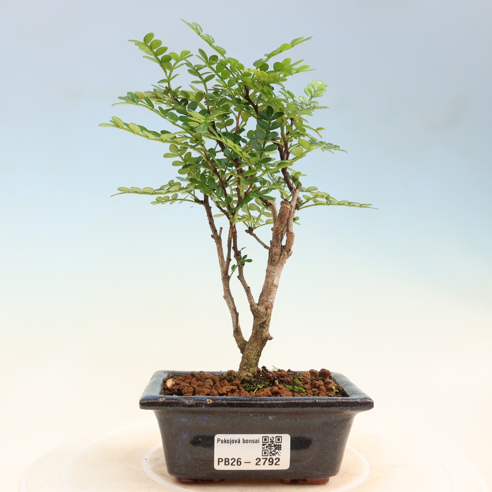 Room bonsai - Zantoxylum piperitum - pepper tree