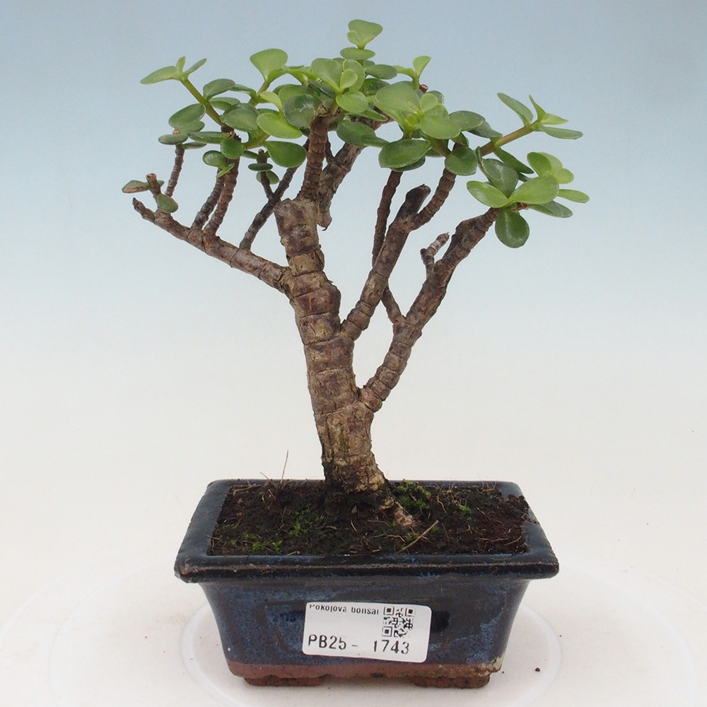 Indoor bonsai - Portulakaria Afra - Tlustice