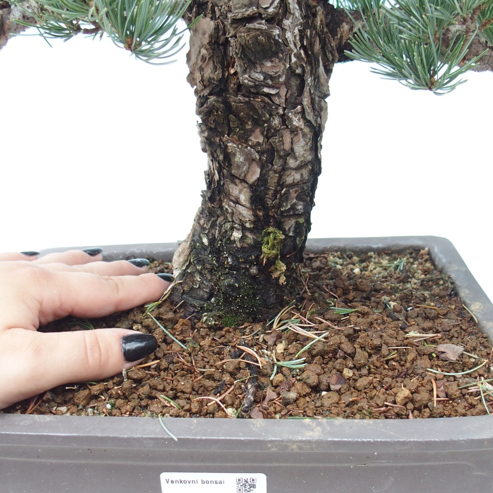 Outdoor bonsai - Pinus parviflora - Small pine tree