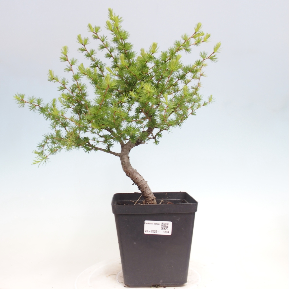 Outdoor bonsai -Larix decidua - Larch