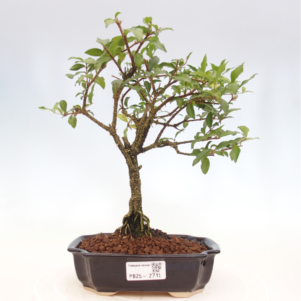 Room bonsai - Malpighia coccigera- Barbdorian cherry