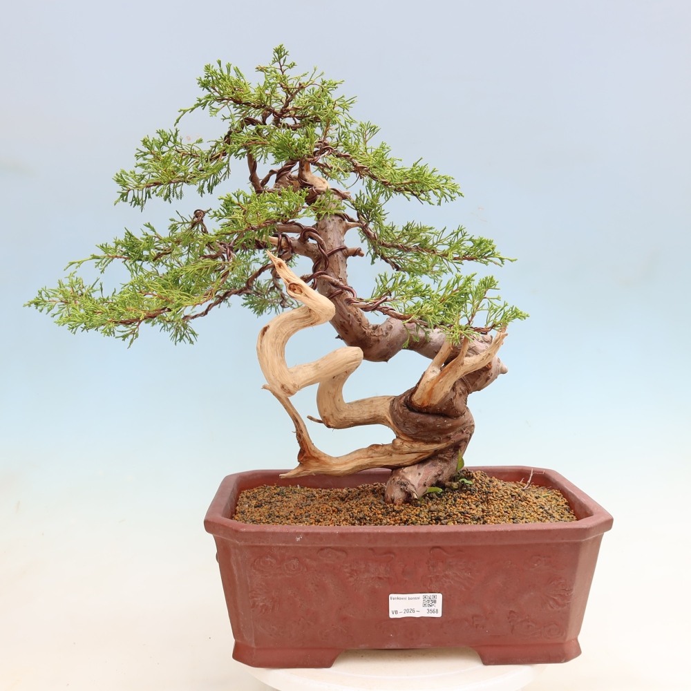 Outdoor Bonsai - Juniperus chinensis Itoigawa - Chinese Juniper