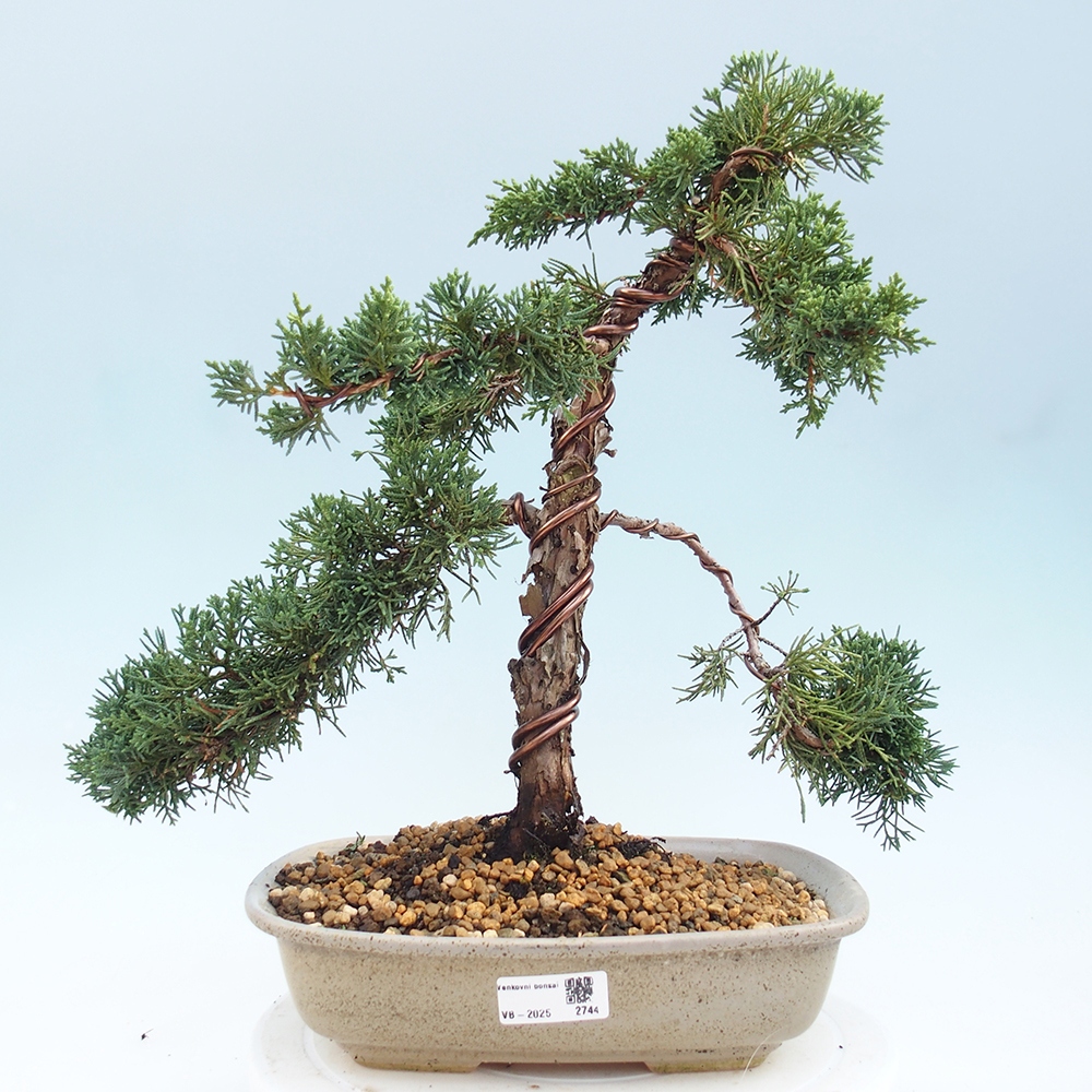 Outdoor bonsai - Juniperus chinensis Kishu - Chinese juniper