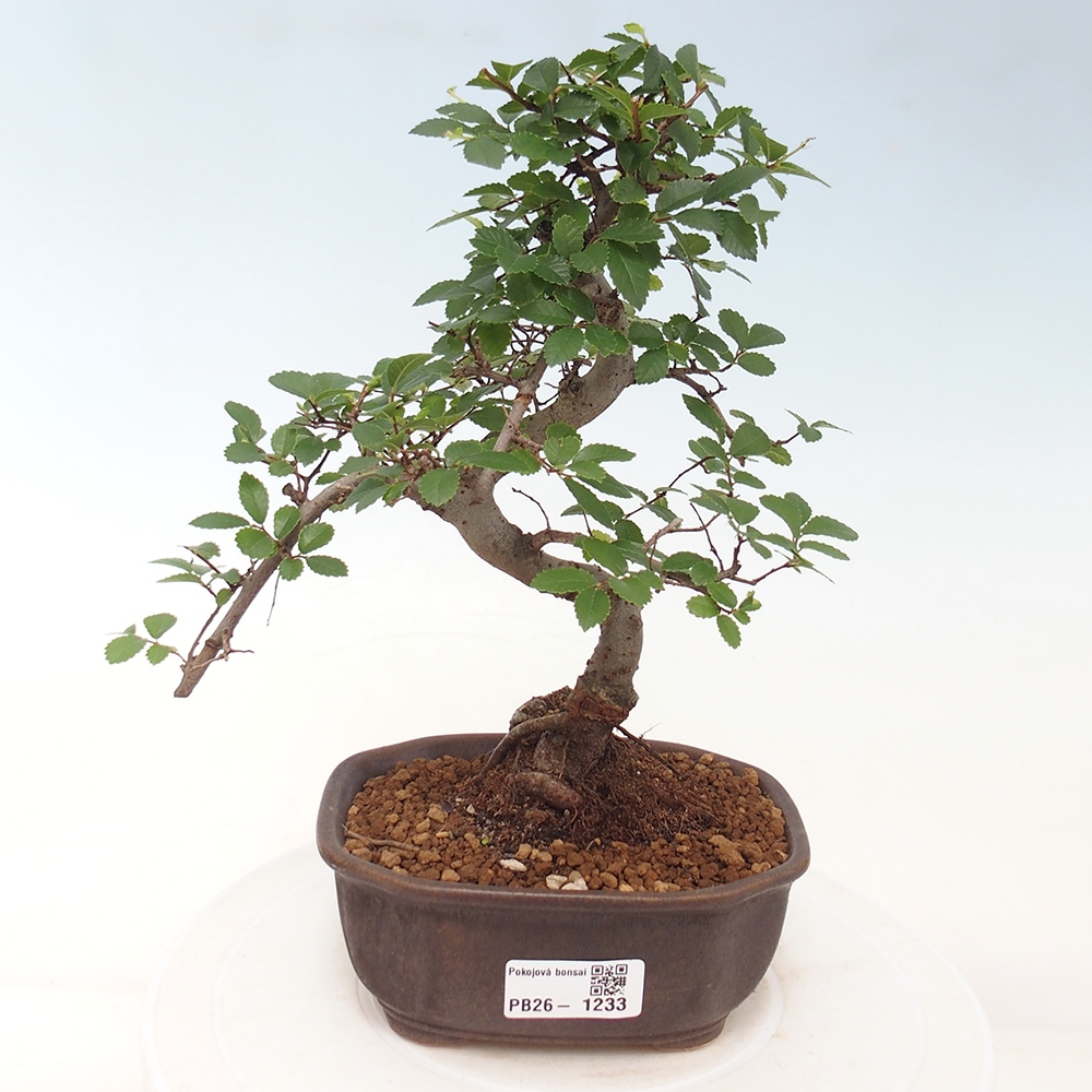 Room bonsai - Ulmus parvifolia - Small-leaved elm