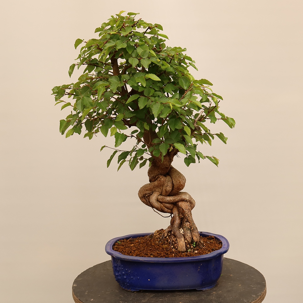 Outdoor bonsai - Carpinus Coreana - Korean hornbeam