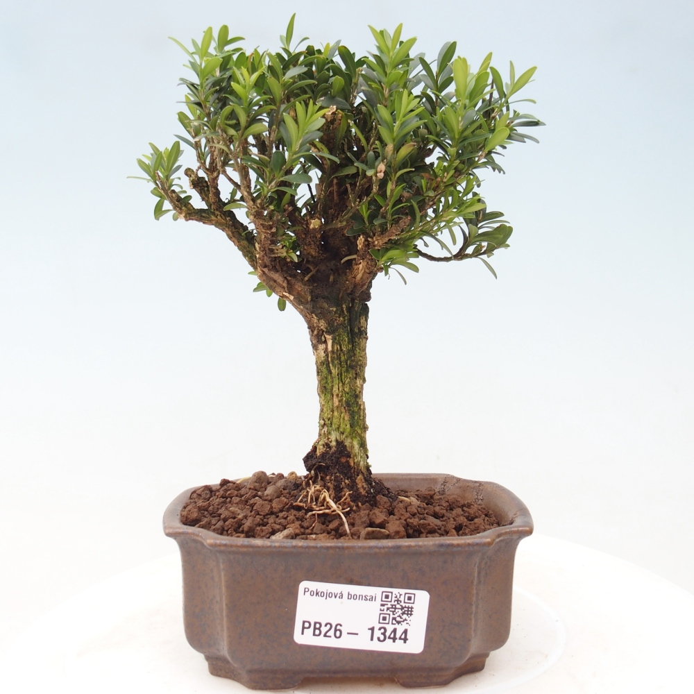 Room bonsai - Buxus harlandii - cork buxus