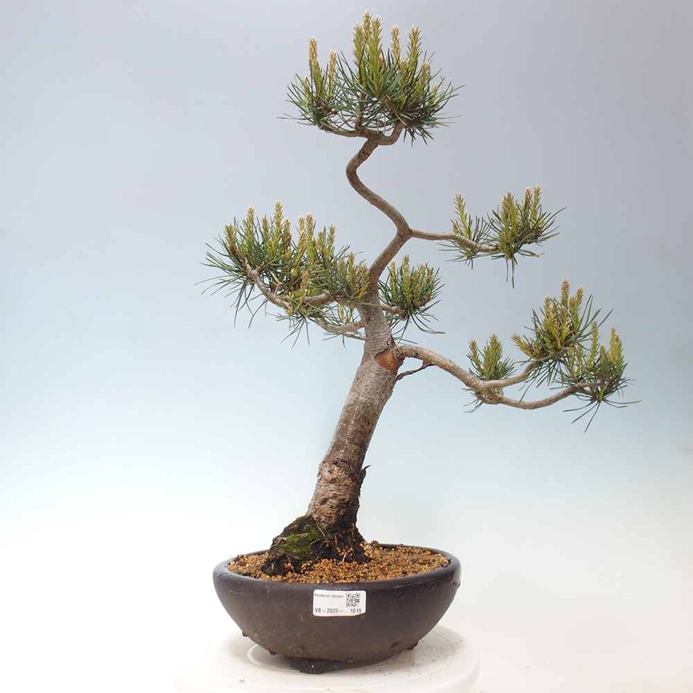 Outdoor bonsai - Pinus Sylvestris - Scots pine