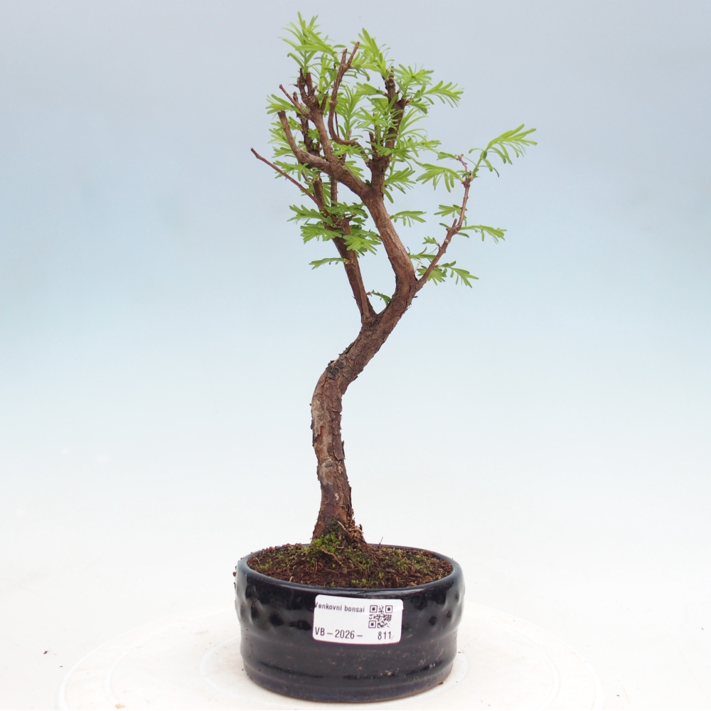 Outdoor bonsai - Metasequoia glyptostroboides - Chinese Metasequoia
