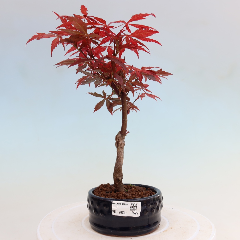 Outdoor bonsai - Acer palm. Atropurpureum-Javor palmate