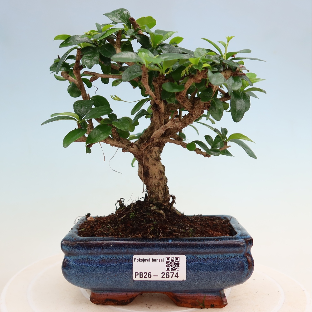 Room bonsai - Carmona macrophylla - Tea fuki