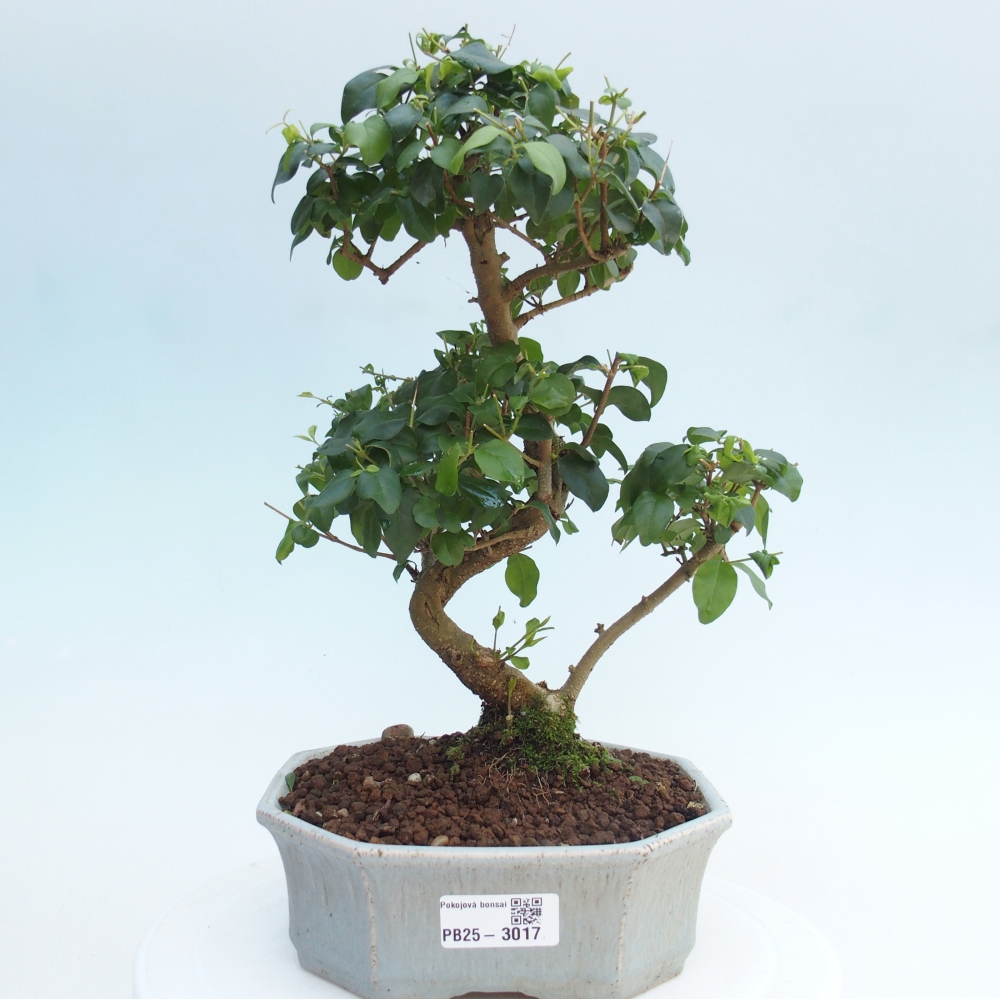 Indoor bonsai -Ligustrum chinensis - Bird's beak