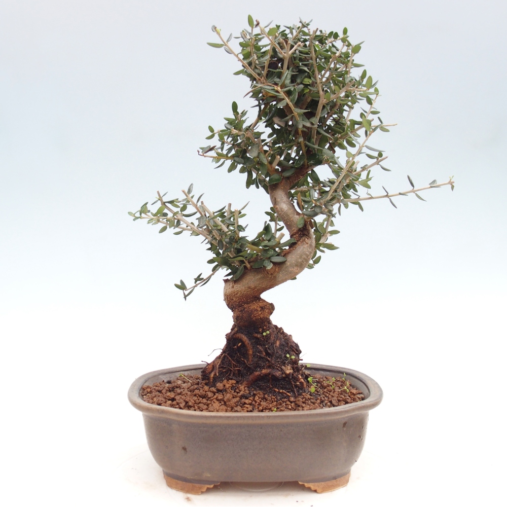 Indoor bonsai - Olea europaea sylvestris