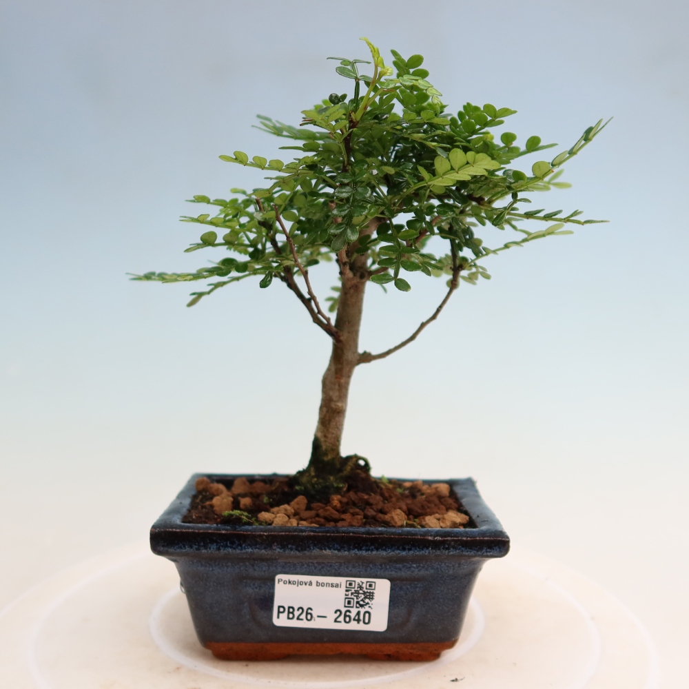 Room bonsai - Zantoxylum piperitum - pepper tree