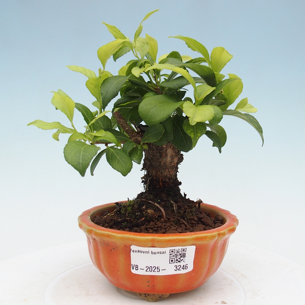 Outdoor bonsai - Celastrus Jesenec