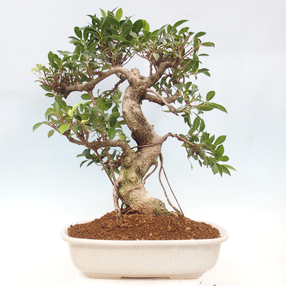 Room bonsai - Ficus kimmen - small-leaved ficus - PERSONAL COLLECTION ONLY or pallet transport