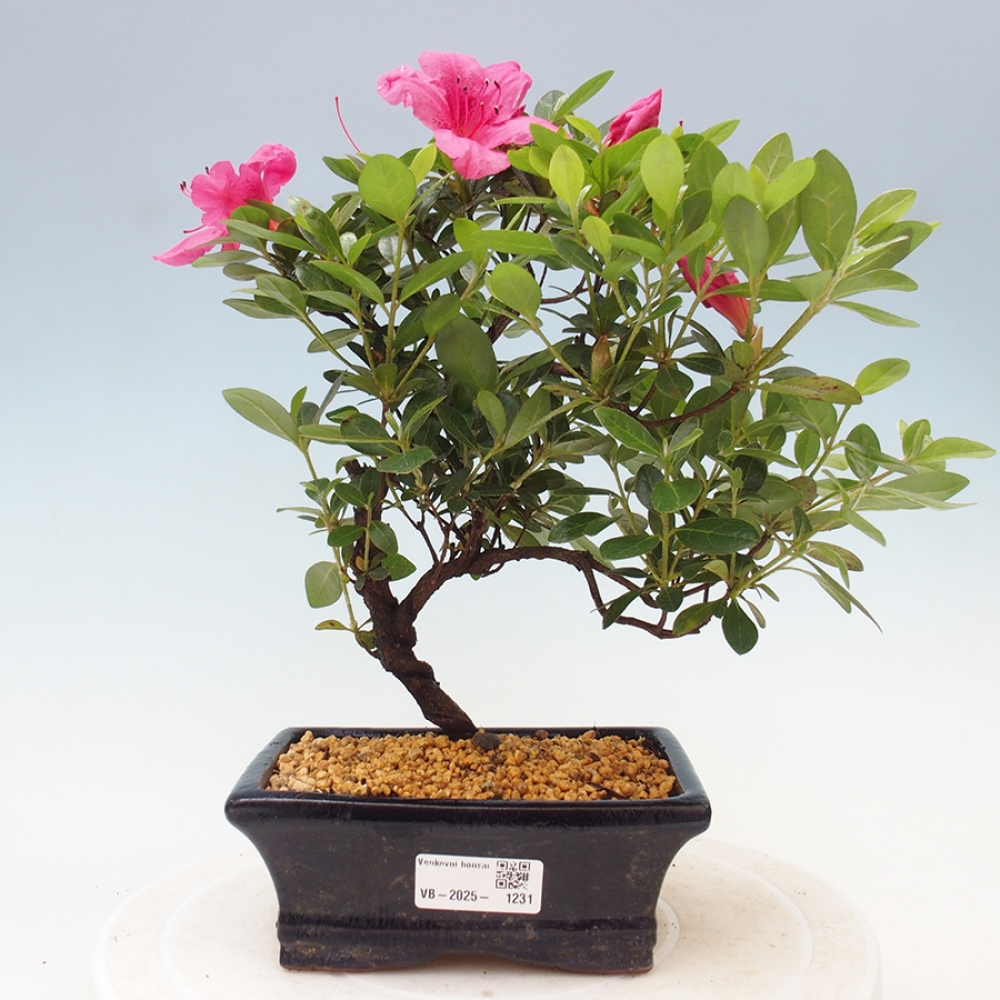 Outdoor bonsai - Japanese azalea - Azalea sp.