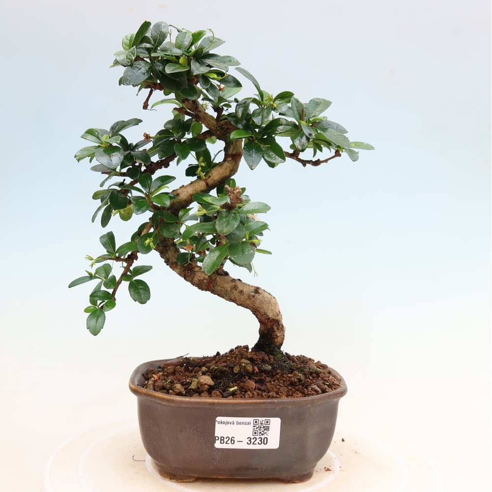 Room bonsai - Carmona macrophylla - Tea fuki