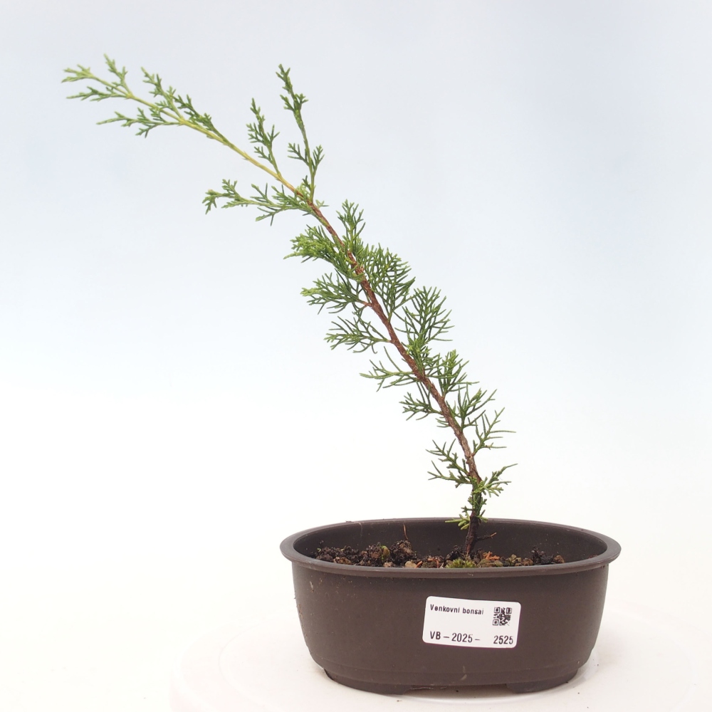 Outdoor bonsai - Juniperus chinensis Itoigawa - Chinese juniper