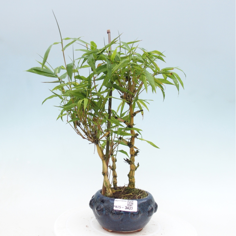 Room bonsai - Bamboo budha-Bamboo budha belly