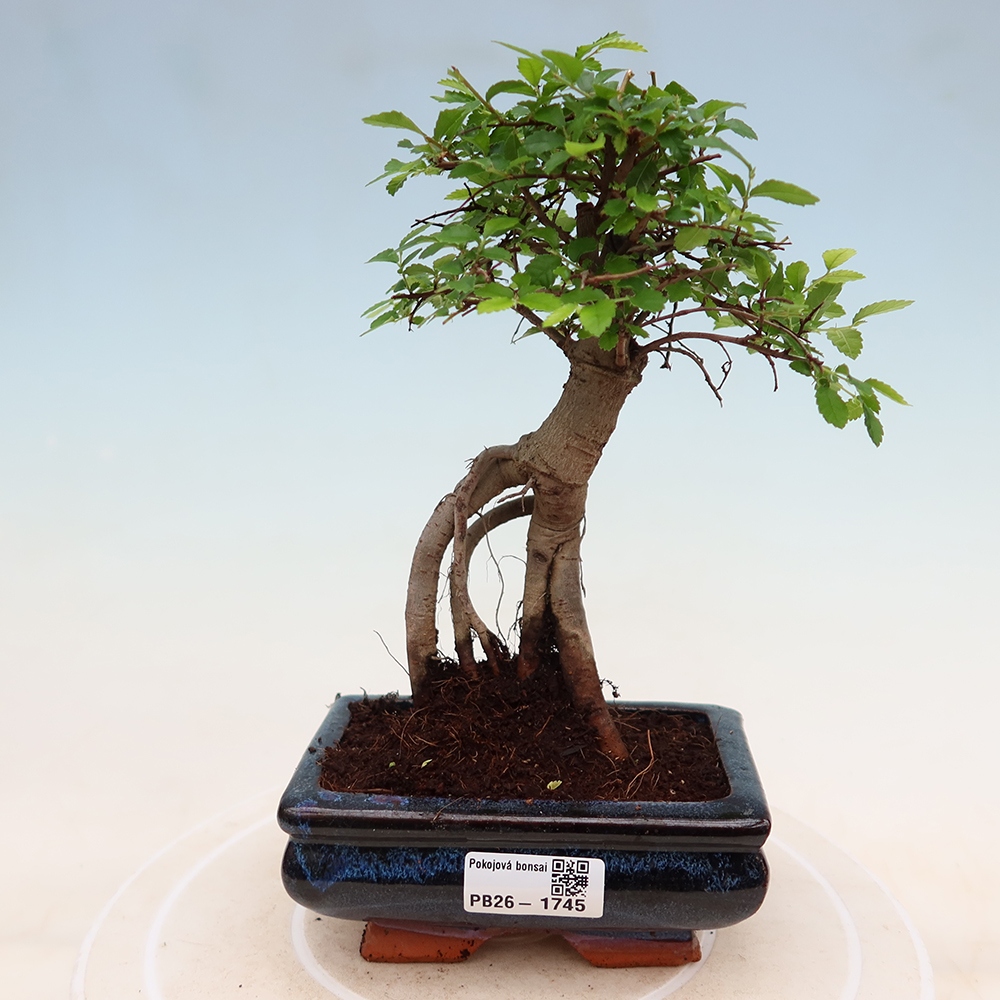 Room bonsai - Ulmus parvifolia - Small-leaved elm