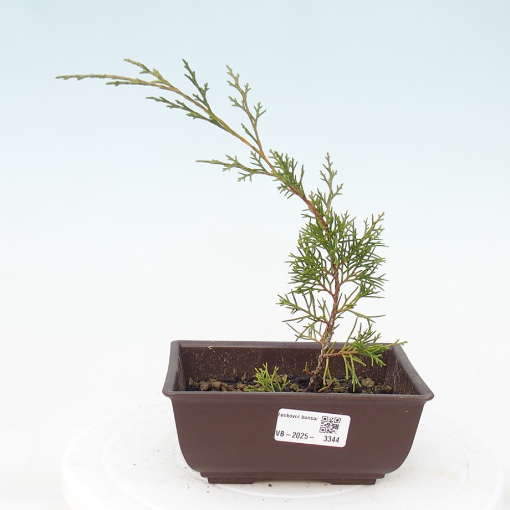 Outdoor bonsai - Juniperus chinensis Itoigawa - Chinese juniper