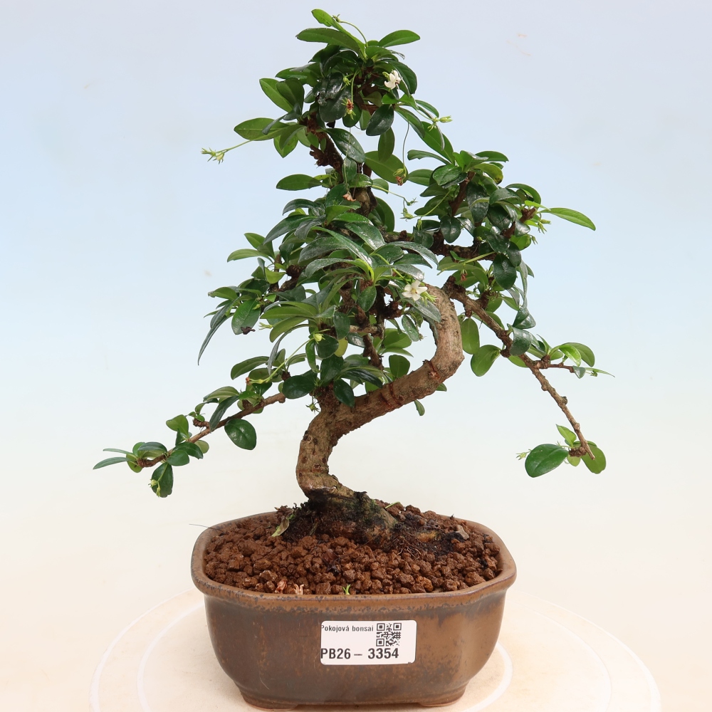 Room bonsai - Carmona macrophylla - Tea fuki