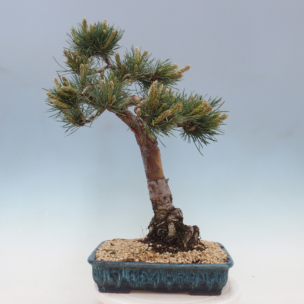 Outdoor bonsai - Pinus Sylvestris - Scots pine