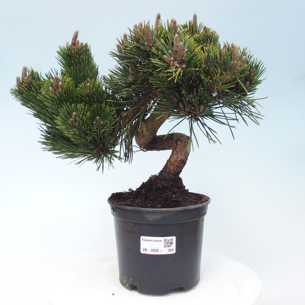 Outdoor bonsai - Pinus thunbergii senjyumaru - Thunberg pine