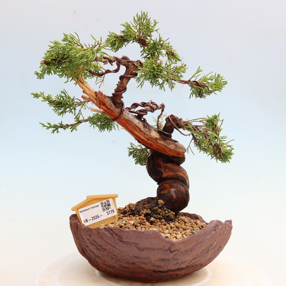 Outdoor Bonsai - Juniperus chinensis Itoigawa - Chinese Juniper