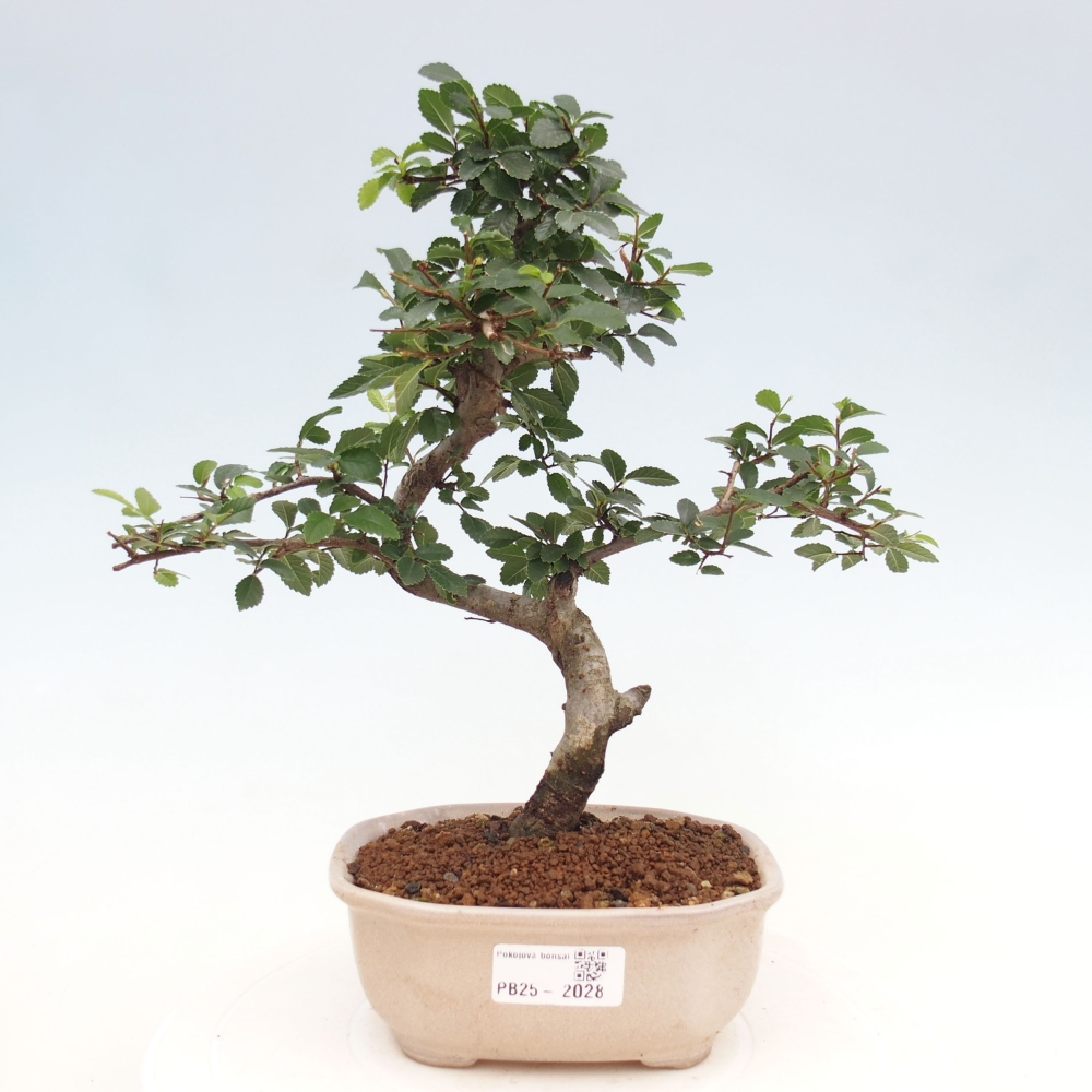 Room Malolistý elm bonsai