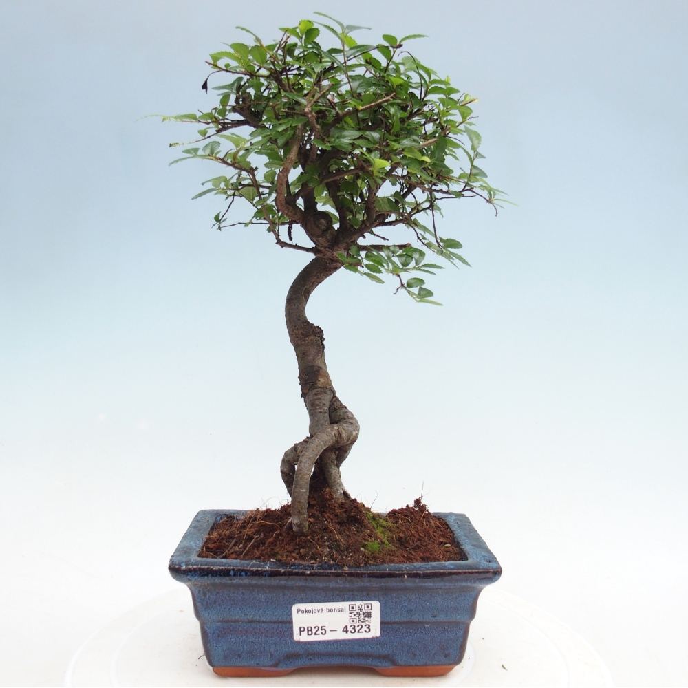 Room bonsai - Ulmus parvifolia - Small-leaved elm