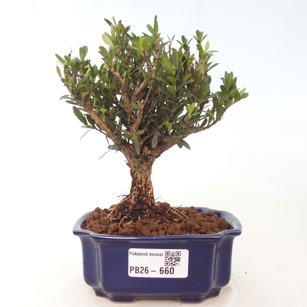 Room bonsai - Buxus harlandii - cork buxus