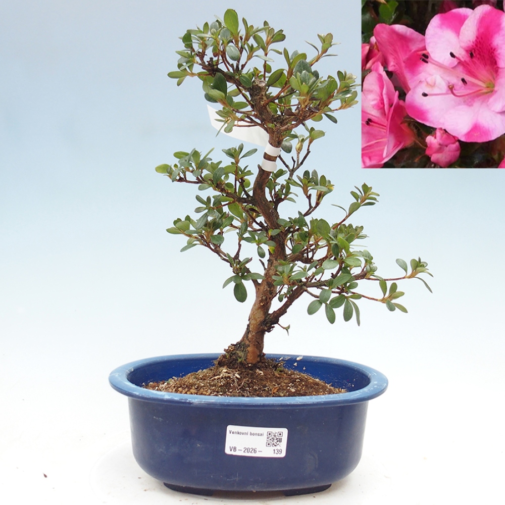Outdoor bonsai - Japanese Azalea - Azalea Kobai