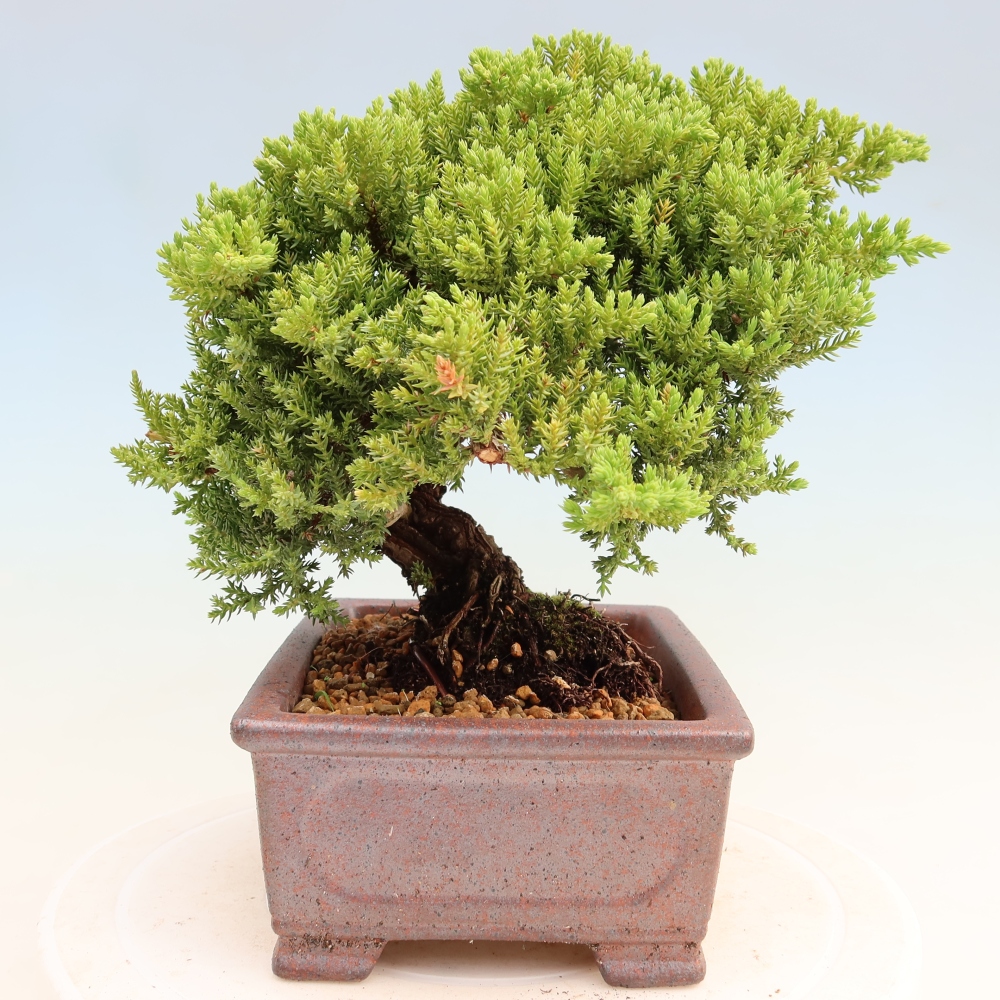 Outdoor Bonsai - Juniperus procumbens - Creeping Juniper