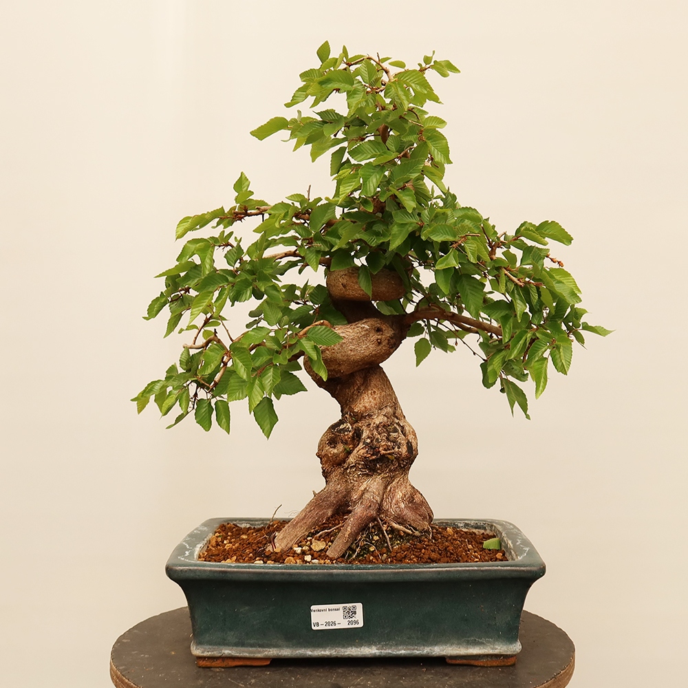 Outdoor bonsai - Carpinus Coreana - Korean hornbeam