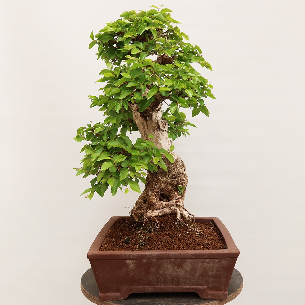 Outdoor bonsai - Carpinus Coreana - Korean hornbeam