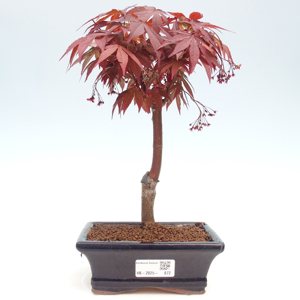 Outdoor bonsai - Acer palm. Atropurpureum-Palmleaf Maple