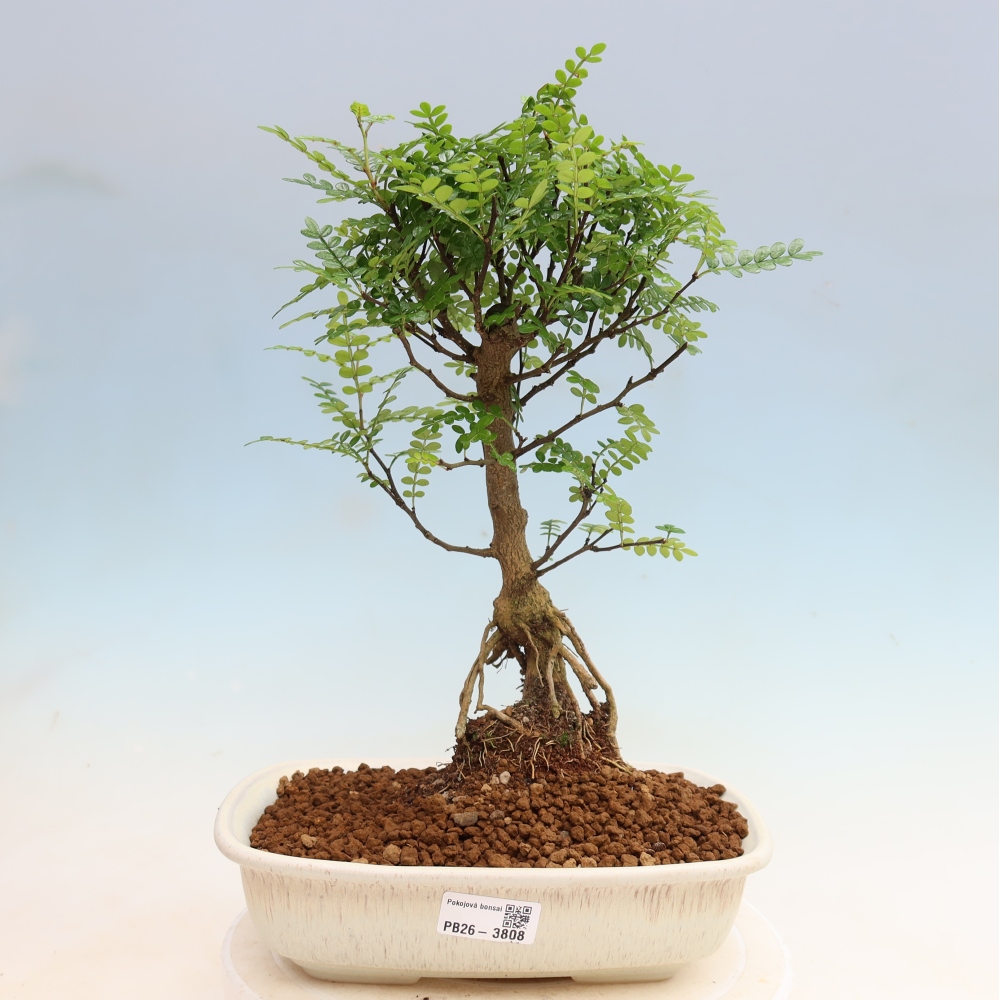 Room bonsai - Zantoxylum piperitum - pepper tree