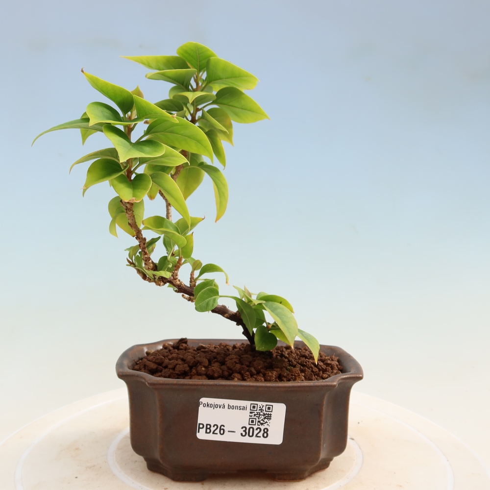Room bonsai - Bouganwilea