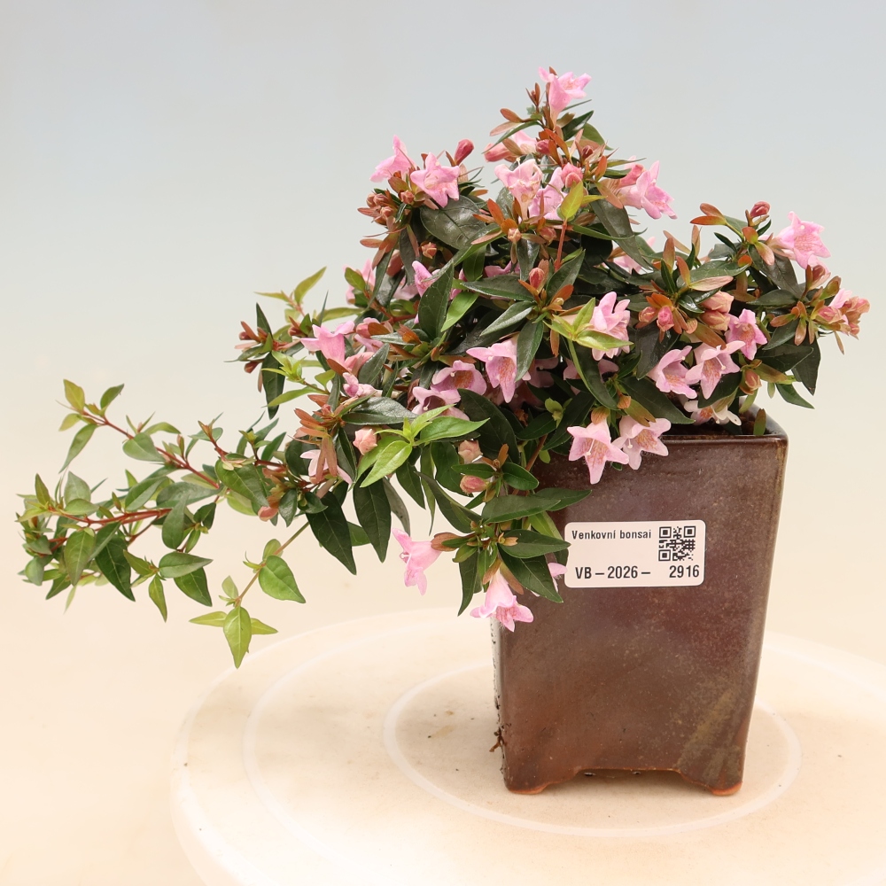 Outdoor Bonsai - Abelia Edward Goucher - Large-flowered Abelia