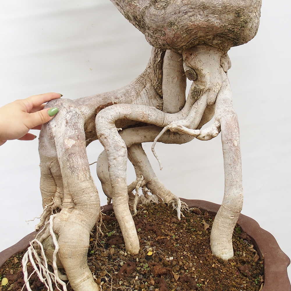 Indoor bonsai - Bouganwilea