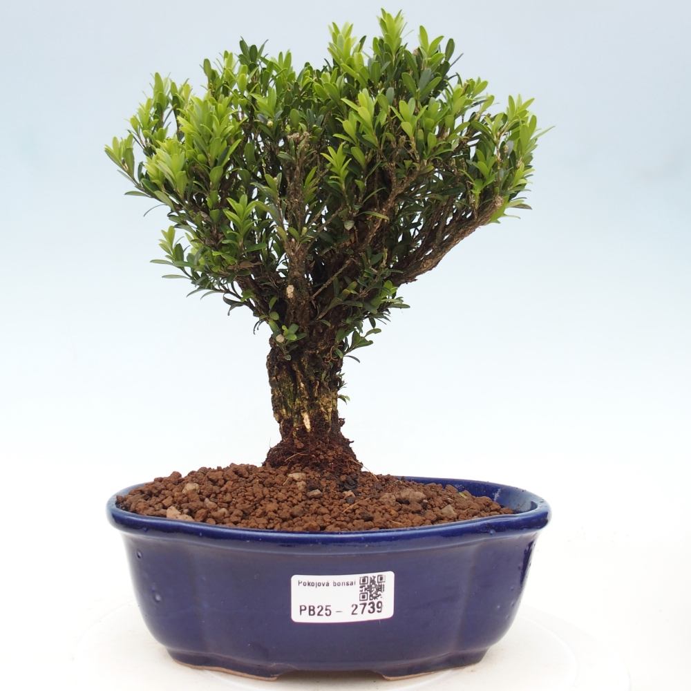 Indoor bonsai - Buxus harlandii - Cork boxwood