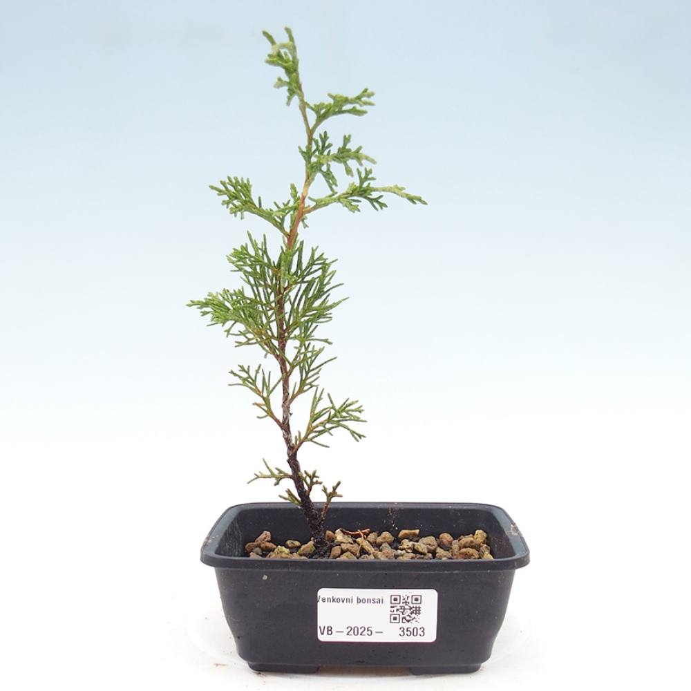 Outdoor bonsai - Juniperus chinensis Itoigawa