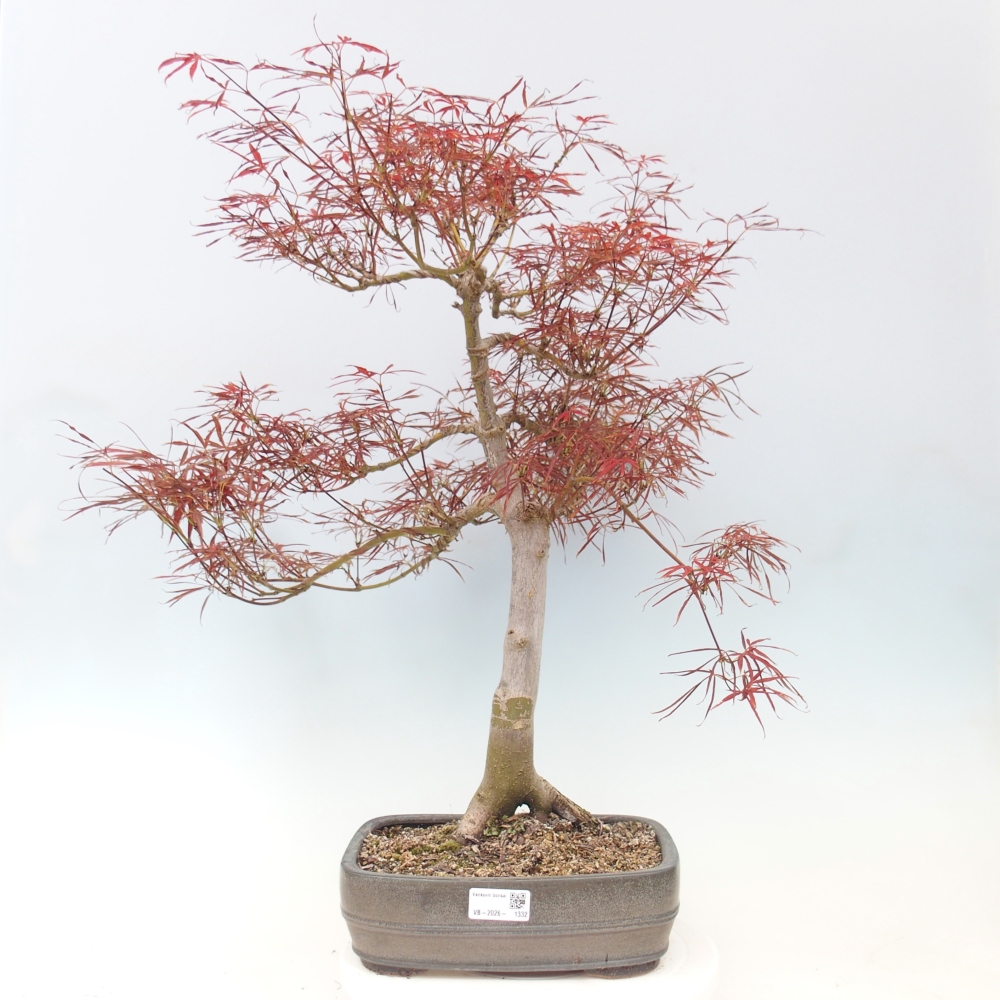 Outdoor bonsai - Acer palmatum RED PYGMY
