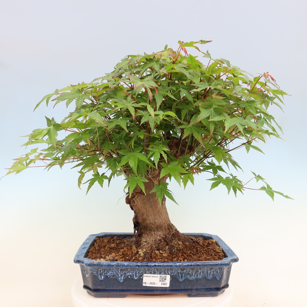Outdoor bonsai - Maple Burger - Acer Burgerianum