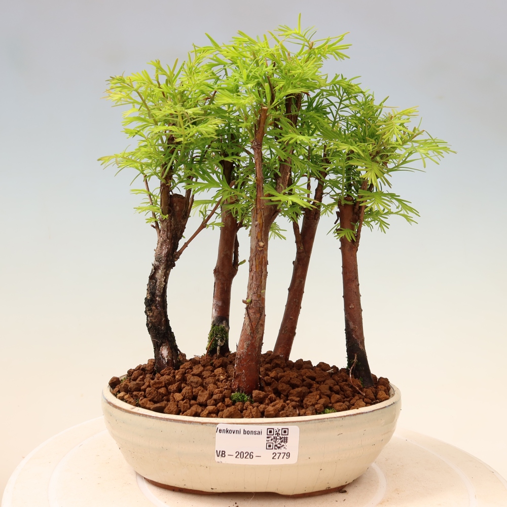 Outdoor Bonsai - Metasequoia glyptostroboides - Chinese Metasequoia - Grove