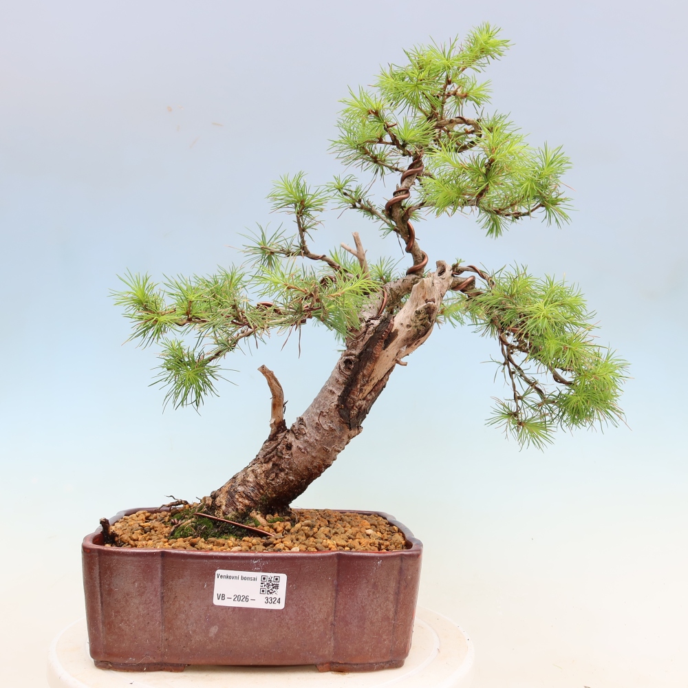 Outdoor bonsai -Larix decidua - Larch